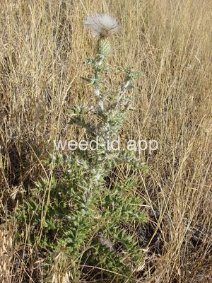 thistle, yellowspine