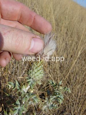 thistle, yellowspine