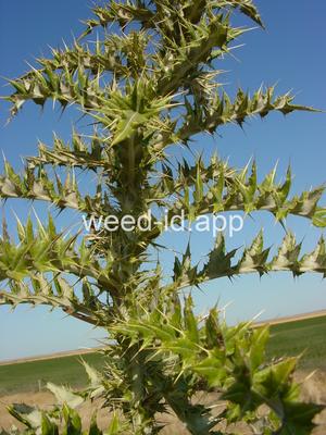 thistle, yellowspine