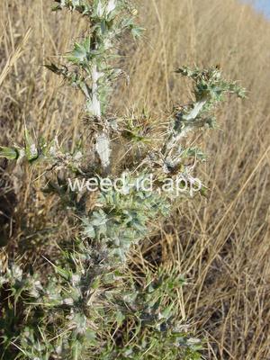 thistle, yellowspine