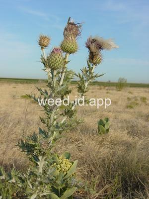 thistle, yellowspine