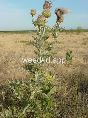 thistle, yellowspine