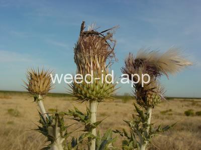 thistle, yellowspine