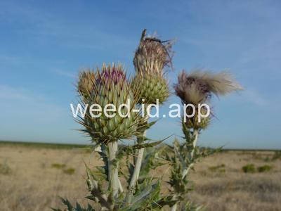 thistle, yellowspine