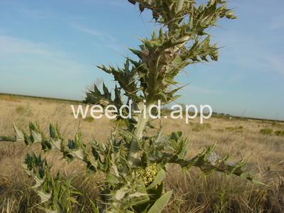 thistle, yellowspine