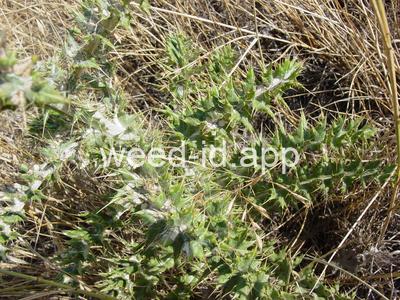 thistle, yellowspine