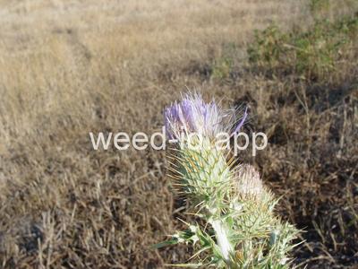 thistle, yellowspine