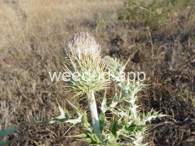 thistle, yellowspine