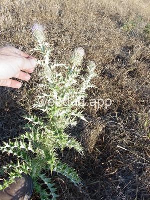 thistle, yellowspine
