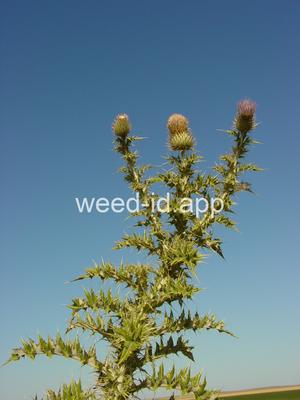 thistle, yellowspine