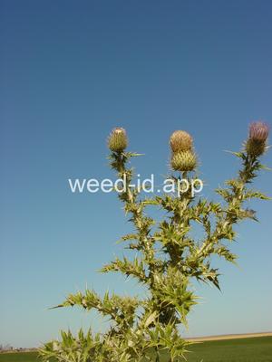 thistle, yellowspine