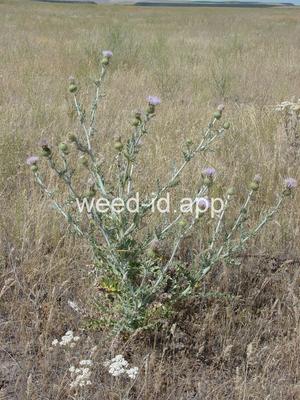 thistle, wavyleaf