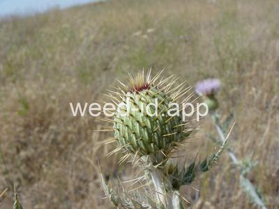 thistle, wavyleaf