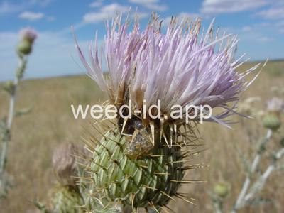 thistle, wavyleaf