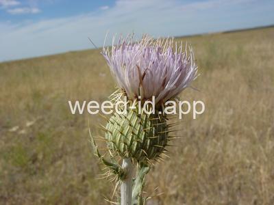 thistle, wavyleaf