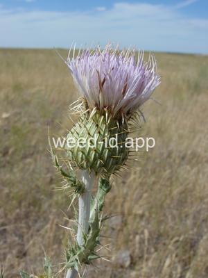 thistle, wavyleaf