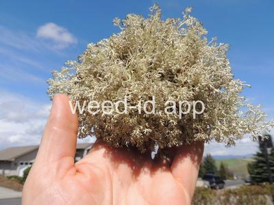 Cladonia arbuscula