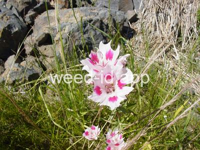 Clarkia amoena