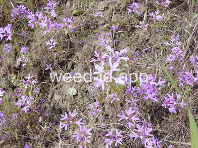 Clarkia pulchella