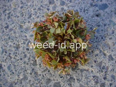 Claytonia rubra