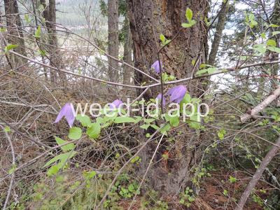 Clematis columbiana