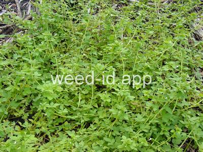 Cleome gynandra
