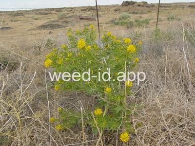 Cleome lutea