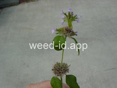 Clinopodium vulgare