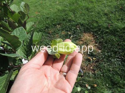 Cobaea scandens