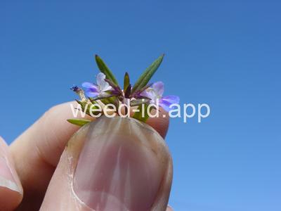 Collinsia parviflora