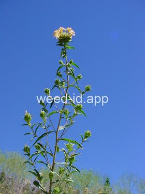 collomia, large-flowered