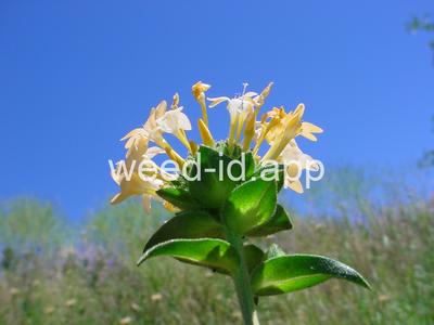 collomia, large-flowered