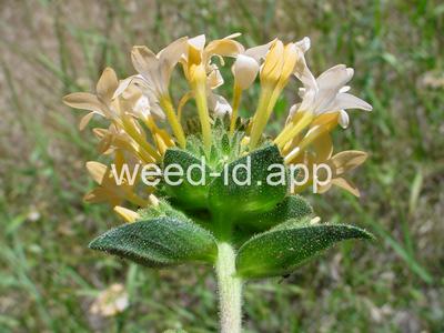 collomia, large-flowered