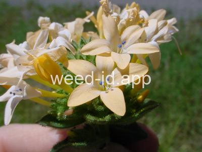 collomia, large-flowered