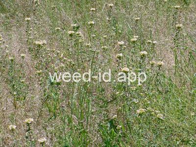collomia, large-flowered