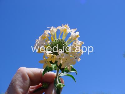 collomia, large-flowered