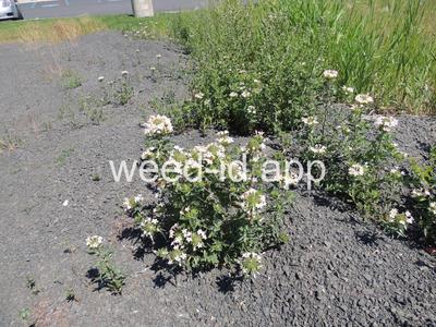 collomia, large-flowered