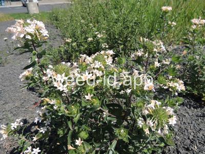 collomia, large-flowered