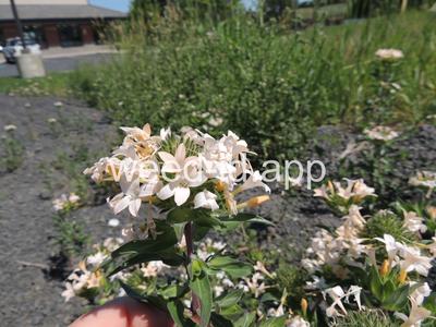 collomia, large-flowered