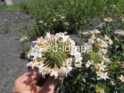 collomia, large-flowered