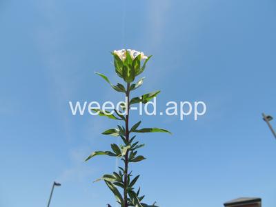 collomia, large-flowered