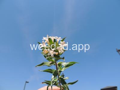 collomia, large-flowered
