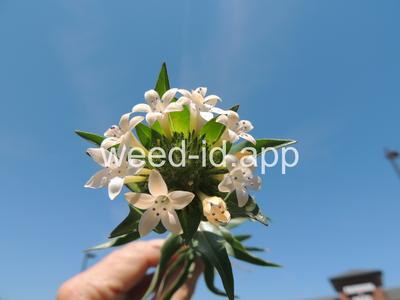 collomia, large-flowered