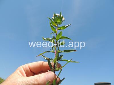 collomia, large-flowered