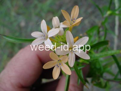 collomia, large-flowered