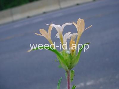 collomia, large-flowered