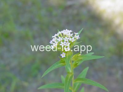 collomia, narrow-leaved