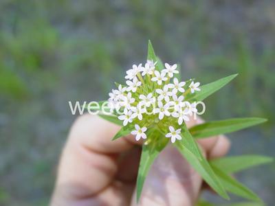 collomia, narrow-leaved