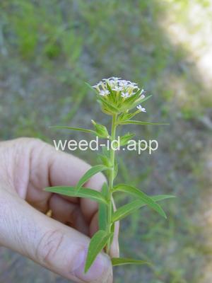 collomia, narrow-leaved