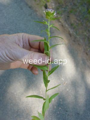collomia, narrow-leaved